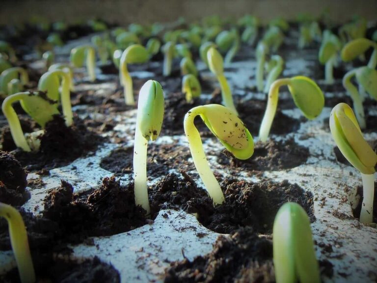 Soybeans Rally Off Early Lows as Traders Eye Monday Trade Announcement Soybeans Rally Off Early Lows as Traders Eye Monday Trade Announcement